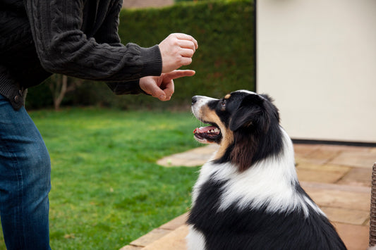 The Best Healthy Dog Treats for Training, Chewing and Enrichment