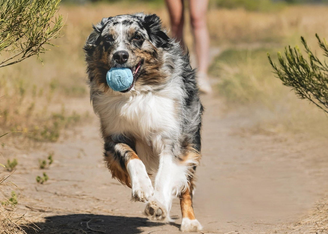 Summer Dog Must-Haves: Chuckit! Toys + Cool-Down Essentials Your Pup Will Love