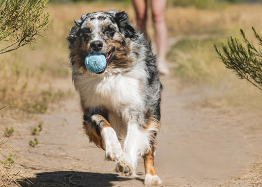 Summer Dog Must-Haves: Chuckit! Toys + Cool-Down Essentials Your Pup Will Love