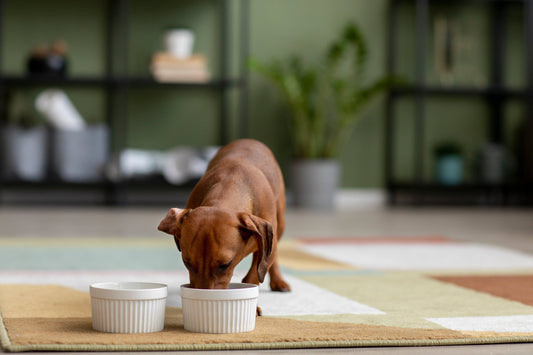 dog eating from a small white bowl containing a mix of kibble and healthy wet food