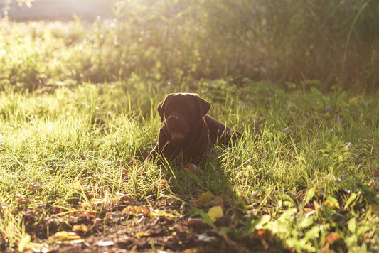 A labrador lying down in the grass on a sunny field.