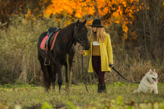 Winter pet care essentials for 2026 featuring turmeric joint supplements for horses and cats, antiseptic skin spray, and a cosy outdoor setting with a dog.