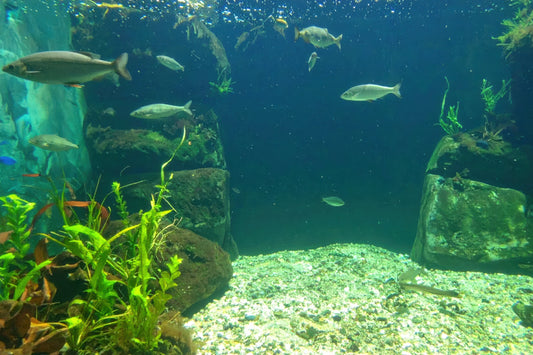 How to Maintain a Healthy Aquarium and Pond: Expert Product Guide