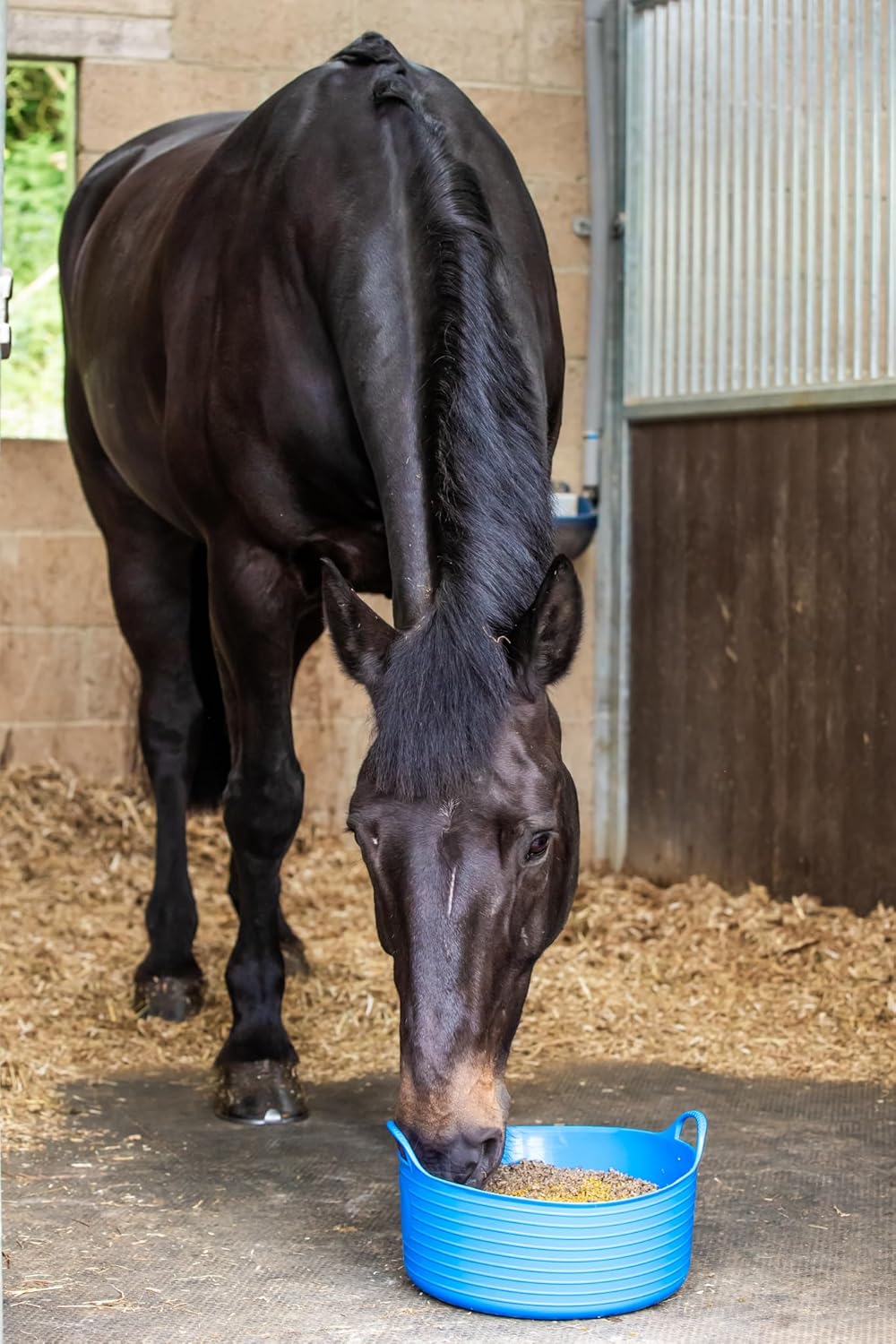 The Golden Paste Company TurmerAid Turmeric Horse Supplement